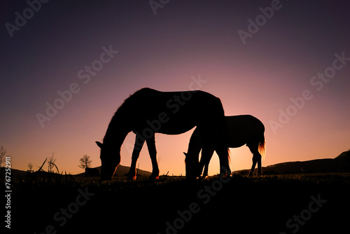 horse grazing in the meadow and sunset background in summertime