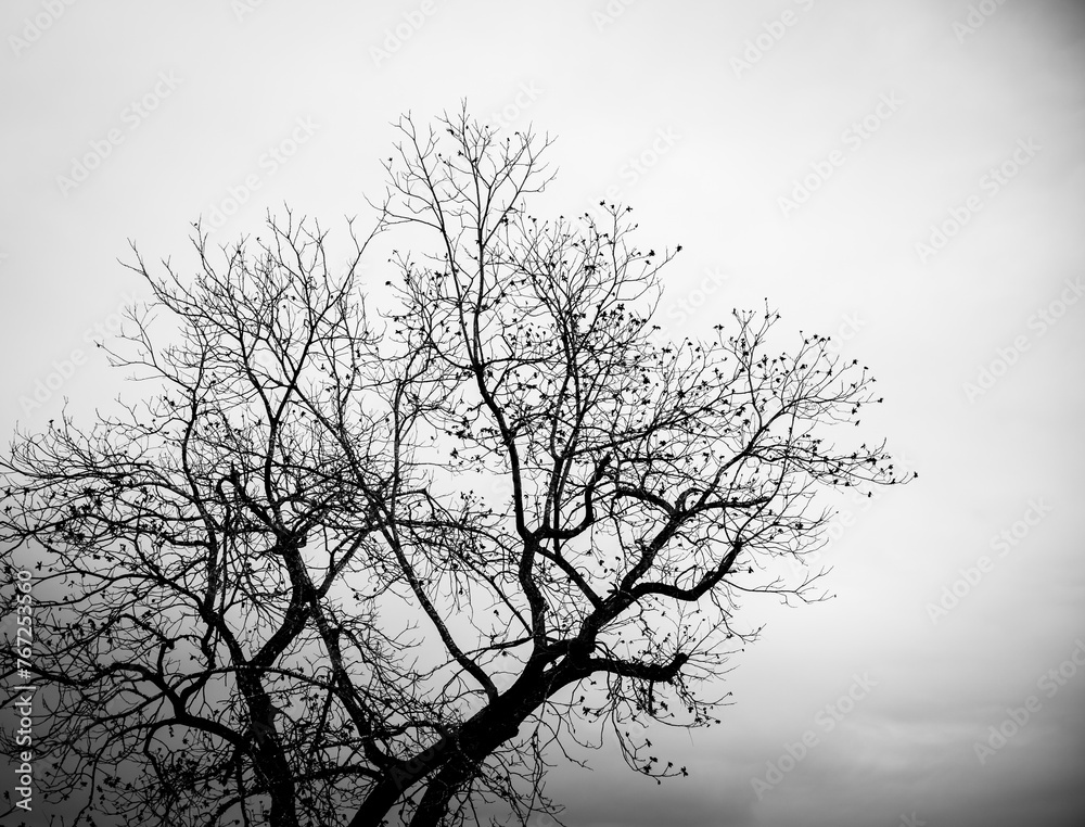 dark tree