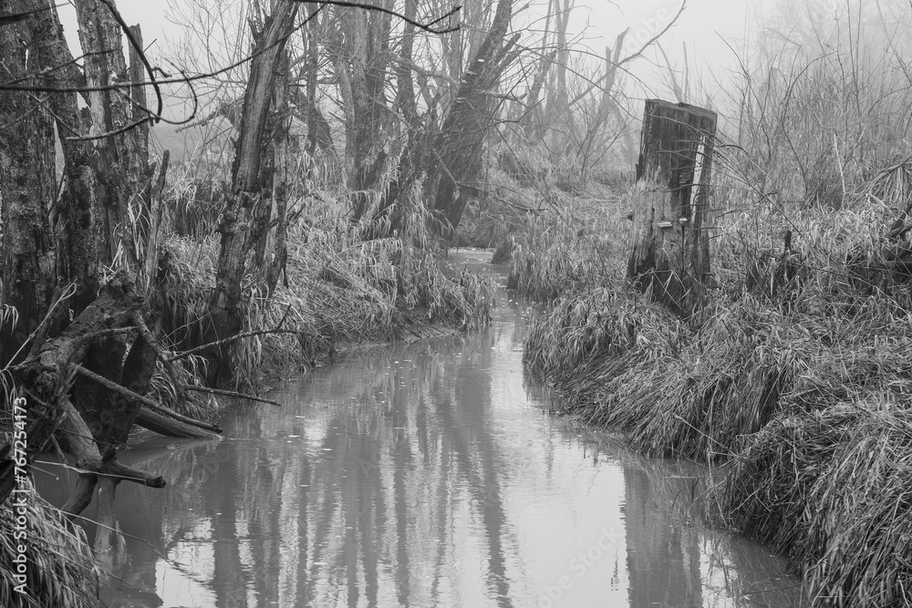 The black and white image shows a creek with dead trees and fog, a gloomy scene full of loneliness and decay.