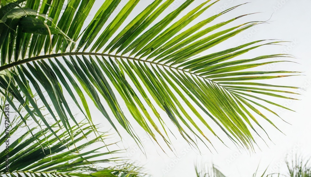 green palm leaves isolated on white background green palm leaves isolated on white background