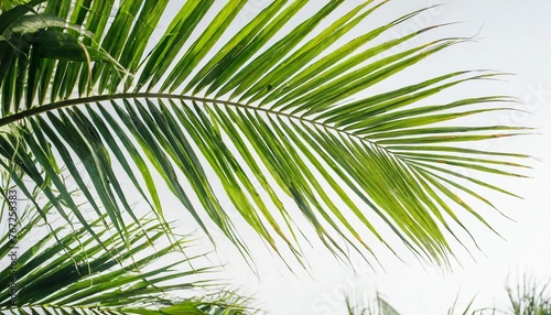green palm leaves isolated on white background