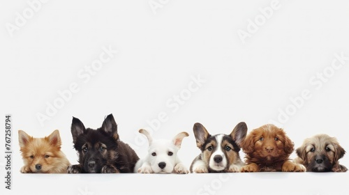 Group of cute pets on white background. Banner design 