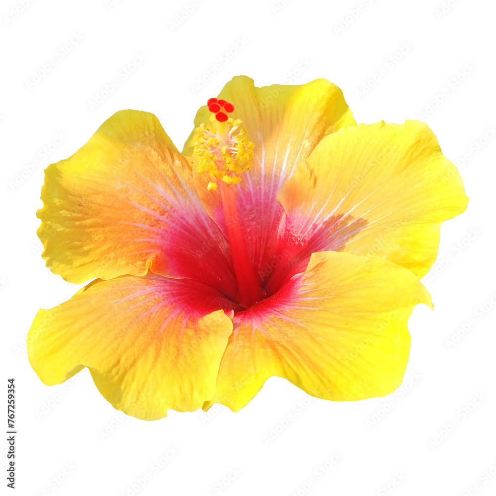 red and yellow hibiscus flower isolated image
