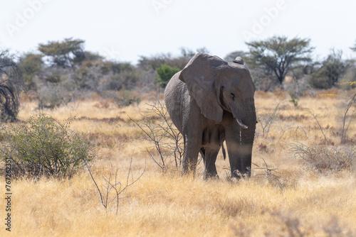 Telephoto shot of one giant African Elephant -Loxodonta Africana- grazing on the plains of Etosha National Park, Namibia.