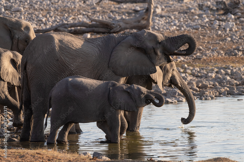 Obraz premium Telephoto shot of a herd of African Elephant -Loxodonta Africana- taking a bath in a waterhole in Etosha national Park.