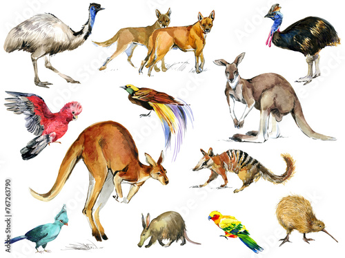 Australia animal and bird watercolor set. Hand drawn  realistic collection of Astralian wildlife fauna set. (ID: 767263790)