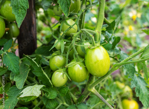 Unripe green tomatoes on a branch in a vegetable garden