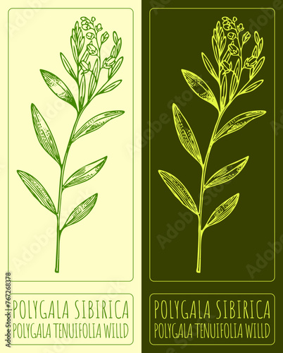 Vector drawing POLYGALA SIBIRICA. Hand drawn illustration. The Latin name is POLYGALA TENUIFOLIA WILLD