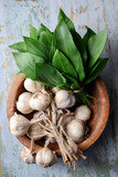 Top view on bunch of fresh bear's wild garlic leaves with garlic bulbs on wooden plate close up. Food photography