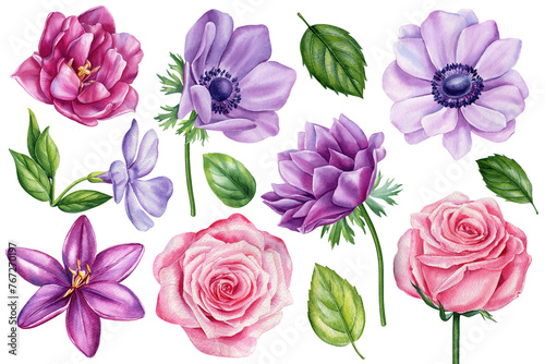 Watercolor set of summer flowers. Hand painted colorful floral isolated white background. Lily, rose, tulip and anemone