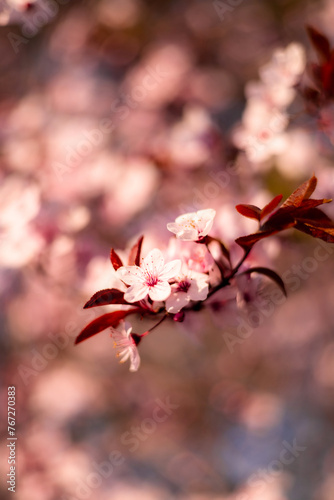 Closeup of cherry blossoms in full bloom under the sunlight.