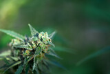 Macro shot of flowering cannabis indica sativa bud. Trichomes and hairs of marijuana bud flower. Medical cannabis growing concept