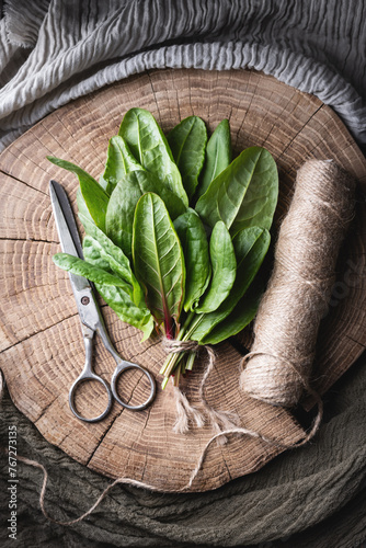 Fresh sorrel leaves on wooden plate. Bunch of green sorrel with scissors and ball of rope in home kitchen. Food photography
