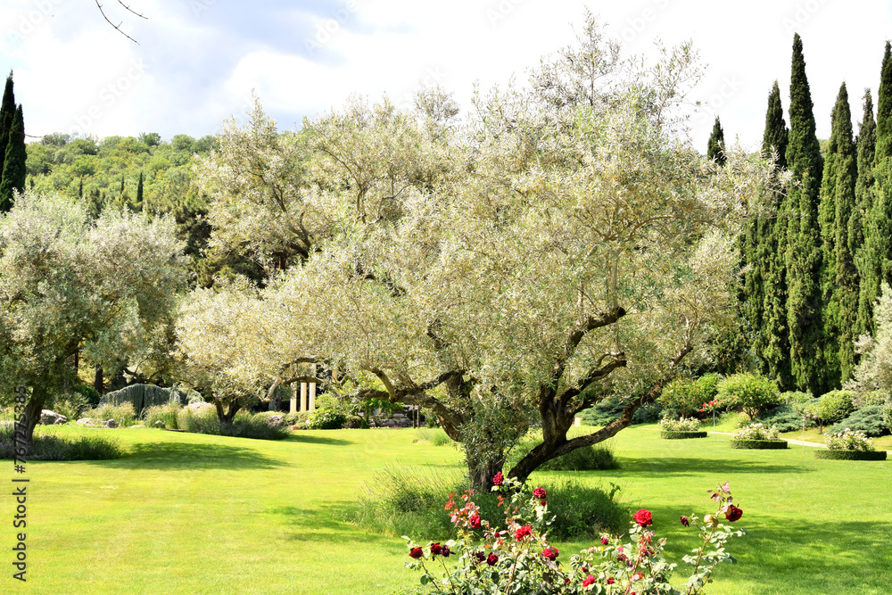 Olive tree in the park on a summer day