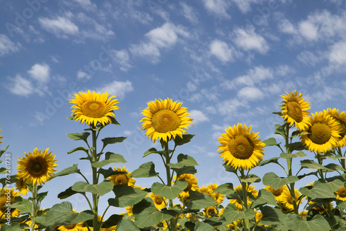 Planting of maturing sunflowers with a beautiful blue sky full of white clouds in the background. Concept plants, seeds, oil, plantation, nuts.