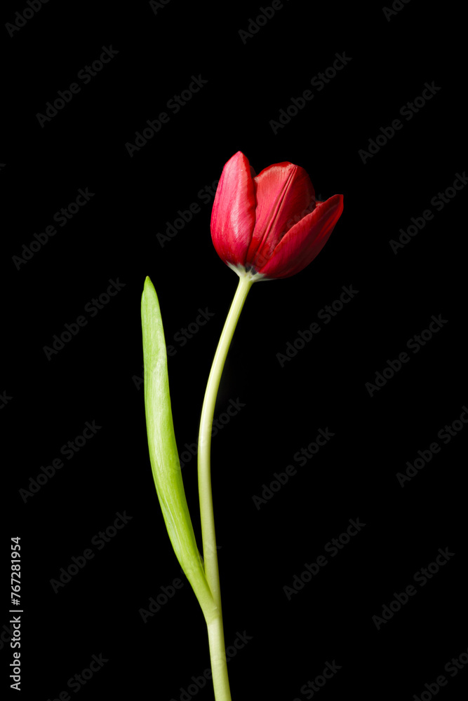 Tulip on a black background Tulip on a black background