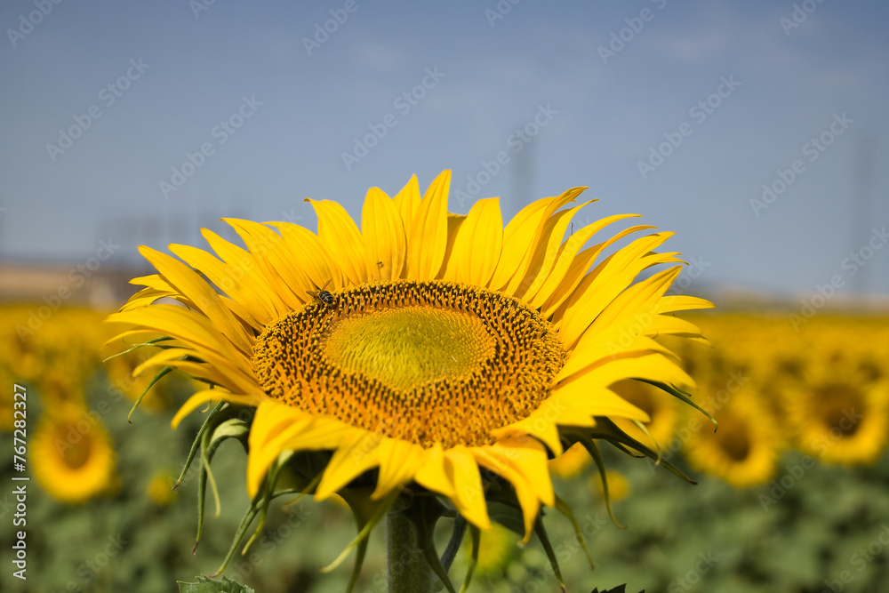 Sunflower in the foreground inside a sunflower plantation where a bee is pollinating it. Concept plants, seeds, oil, plantation, nuts. Sunflower in the foreground inside a sunflower plantation where a bee is pollinating it. Concept plants, seeds, oil, plantation, nuts.