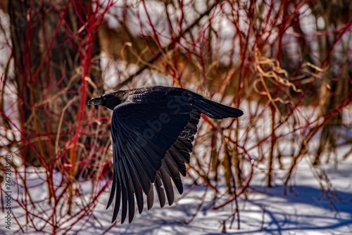 Common Crow in flight over snow