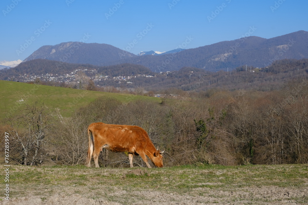 A cow in the mountains, on green hills, against the blue sky, on a sunny spring day. Beautiful landscape, Travel concept.