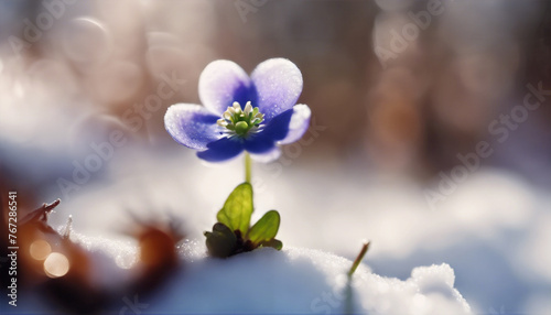 Sbocciare di Primavera- Primo Fiore di Bosco, Anemone Hepatica nella Neve, con uno Splendido Bokeh al Sole photo