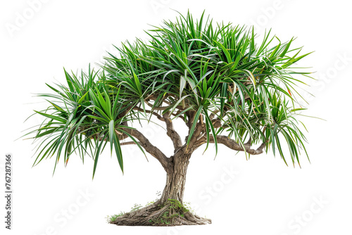 Dragon Tree Plant Isolated on Transparent Background © Zahreen