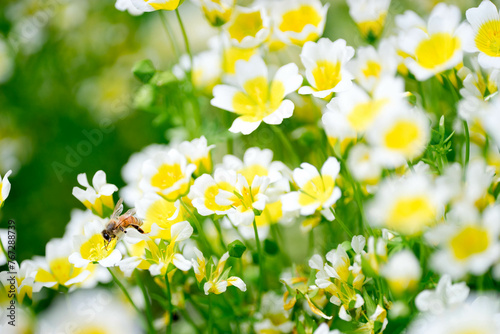 Honey bee, Apis mellifera, Feeding on Meadowfoam, limnanthes douglasii