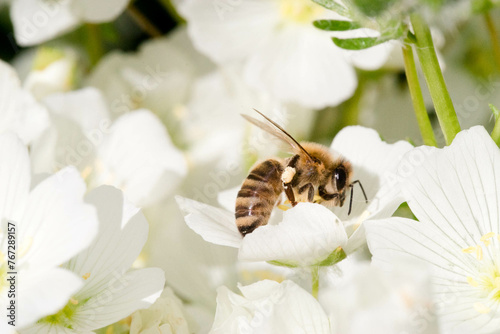 Honey bee, Apis mellifera, Feeding on Meadowfoam, Limnanthes alba