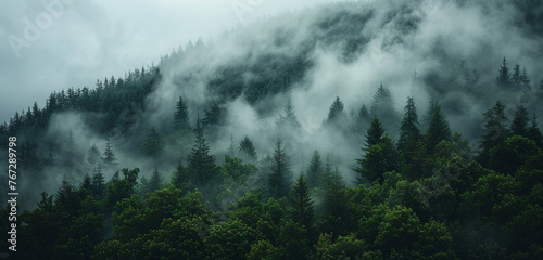 A dense fog rolling through a dense forest, shrouding the trees in mystery, with blank labels for text. photo
