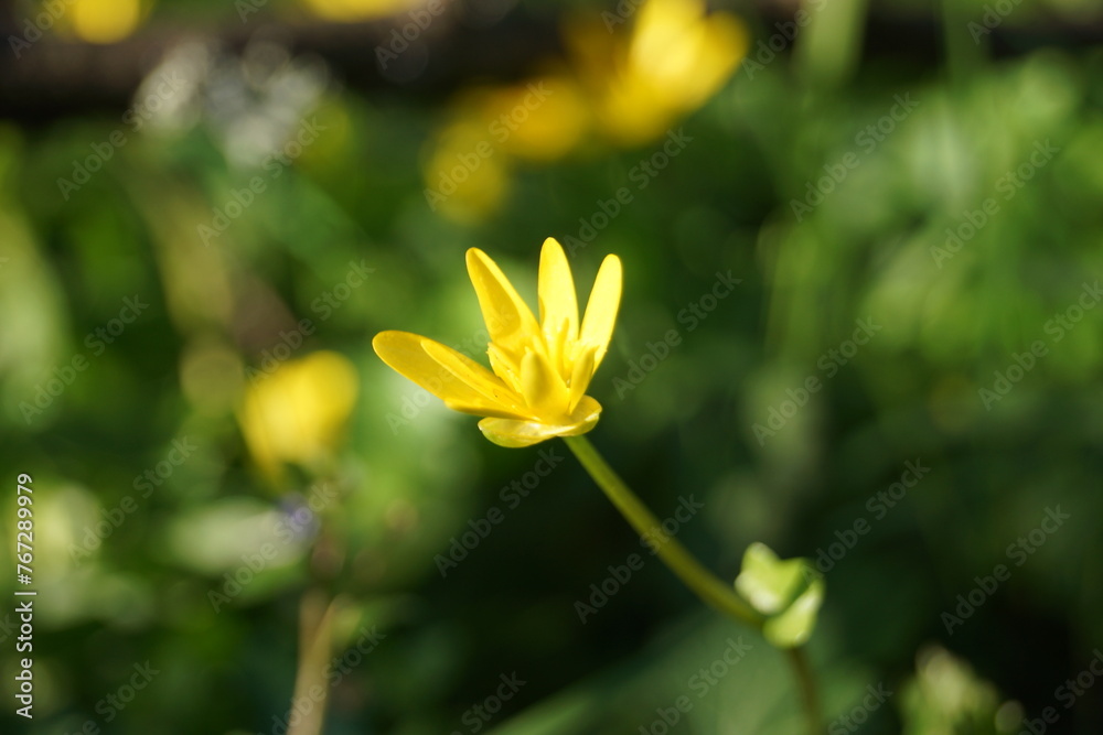 Fototapeta premium Frühlingsblumen auf einer Wiese