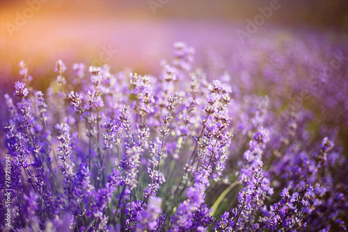 Provence  Lavender field at sunset