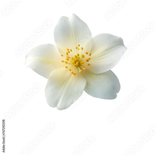 White Jasmine flowers, isolated on transparent background.