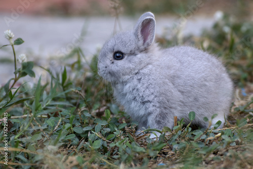 A small rabbit was sitting in the front yard eating grass.