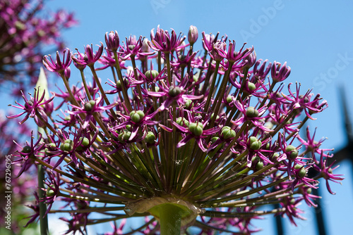 Close-up of Allium hollandicum 'Purple Sensation' (Ornamental Onion): Alverstoke, Gosport, Hampshire, England. UK photo