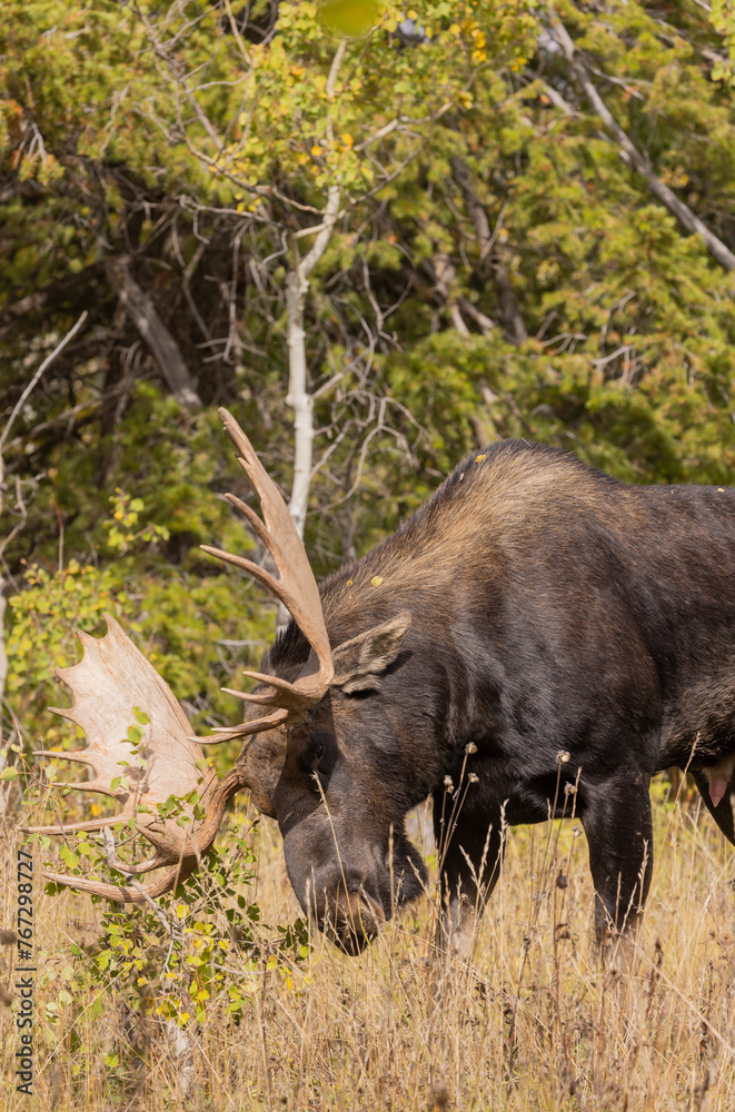 Bull Moose During the Fall Rut in Wyoming Bull Moose During the Fall Rut in Wyoming