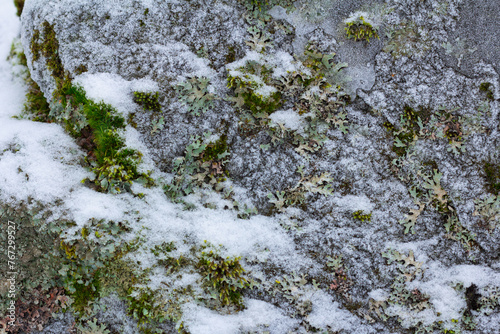 frozen surface of a rock with moss
