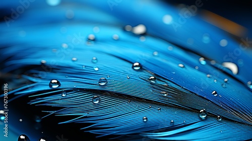 Blue feather with water drops close up. Macro photo with shallow depth of field photo