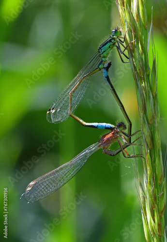 Mating Damselflies  on grass head out of focus background