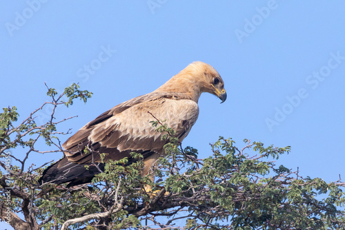 Pale morph Tawny Eagle (Aquila rapax), Kalahari, Northern Cape, South Africa perched in tree