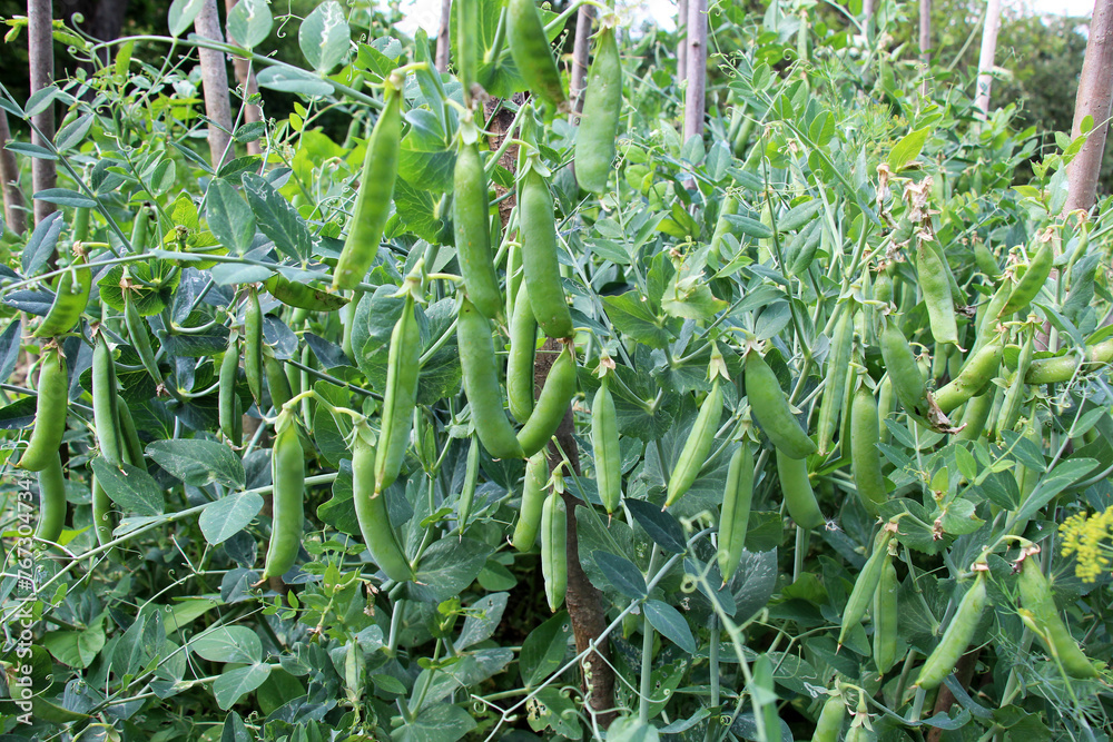 Green pea pods are ripening on the bush Green pea pods are ripening on the bush