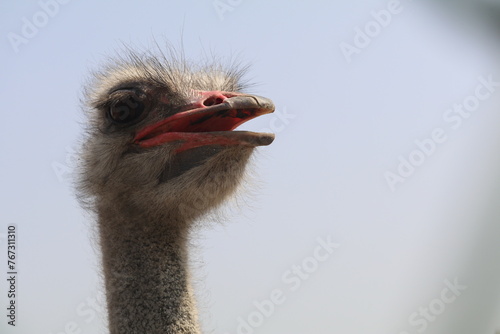 ostrich head close up , realistic Photo 