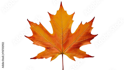 maple leaf isolated on a transparent background. autumn maple leaf 