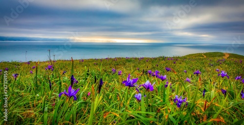 Wild iris overlooking ocean.