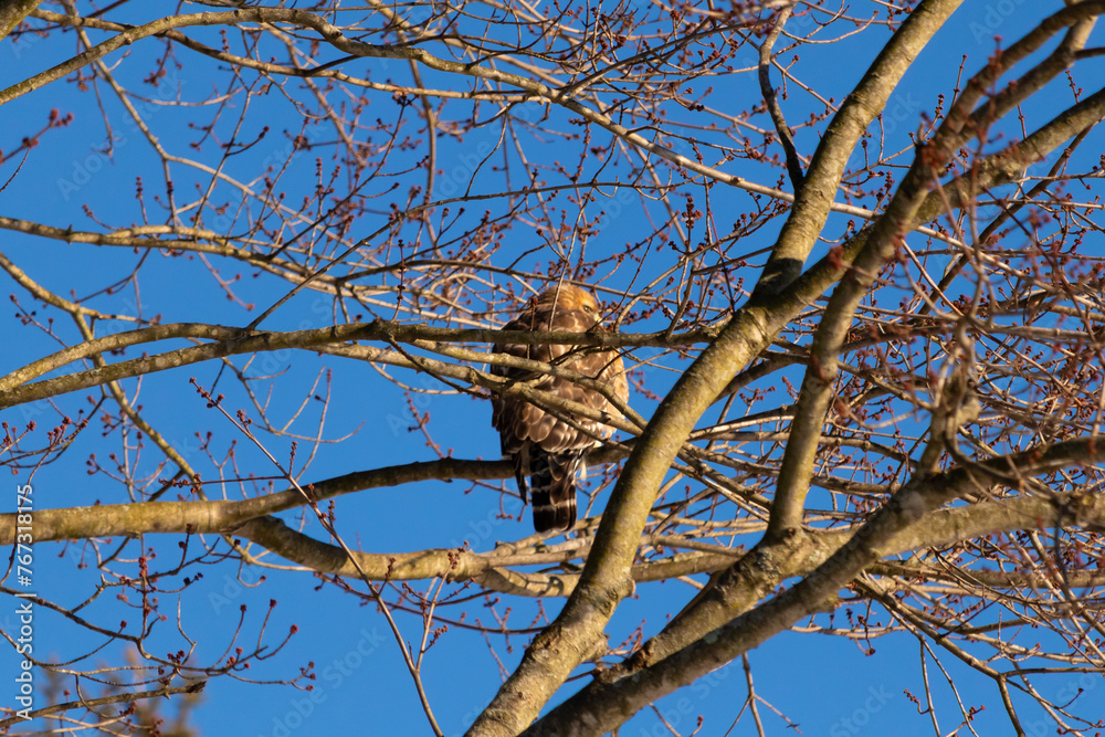 This beautiful red-shouldered hawk is perched in the tree trying stay hidden from his prey. The white speckles of his feathers stand out. The branches are without leaves due to the Fall season. This beautiful red-shouldered hawk is perched in the tree trying stay hidden from his prey. The white speckles of his feathers stand out. The branches are without leaves due to the Fall season.
