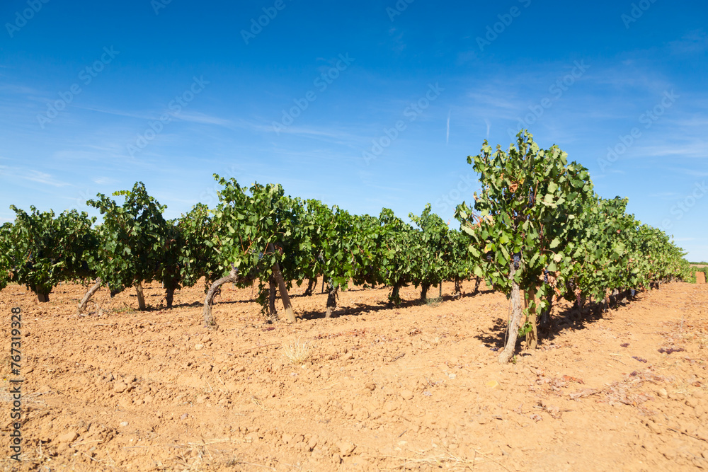 Vineyards landscape from Duero viticulture area, Spain Vineyards landscape from Duero viticulture area, Spain