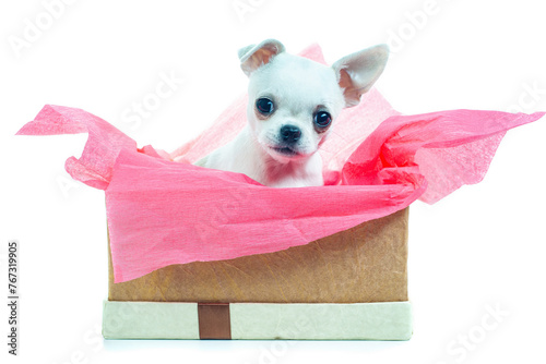 Chihuahua in gift box