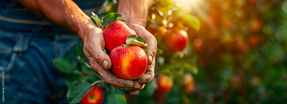 Sunny Orchard Harvest: Skilled Farmer's Hands Picking Apples in the Sunshine - obrazy, fototapety, plakaty 
