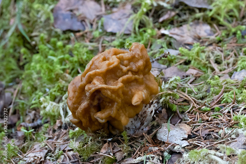 The brain mushroom is delicious when properly processed, but otherwise it is poisonous photo