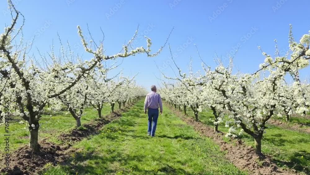 Fruit tree orchard in springtime. Farmer enjoy walking at blooming fruit trees plantation Fruit tree orchard in springtime. Farmer enjoy walking at blooming fruit trees plantation