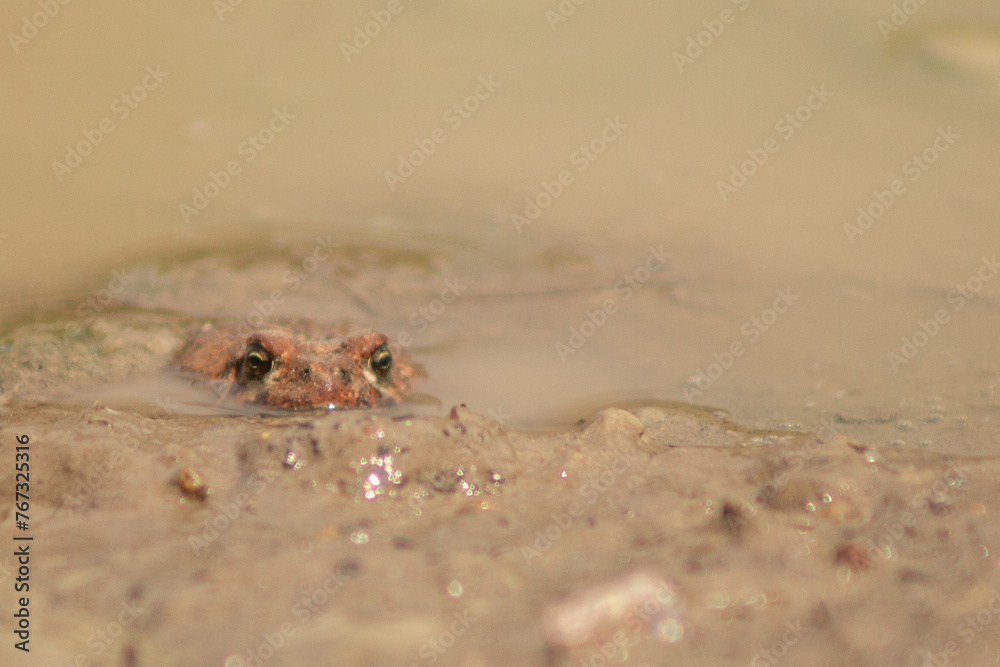 Western Toad (Anaxyrus boreas) Peeking Out of Muddy Puddle with Space for Text