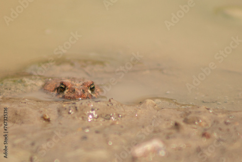 Western Toad (Anaxyrus boreas) Peeking Out of Muddy Puddle with Space for Text